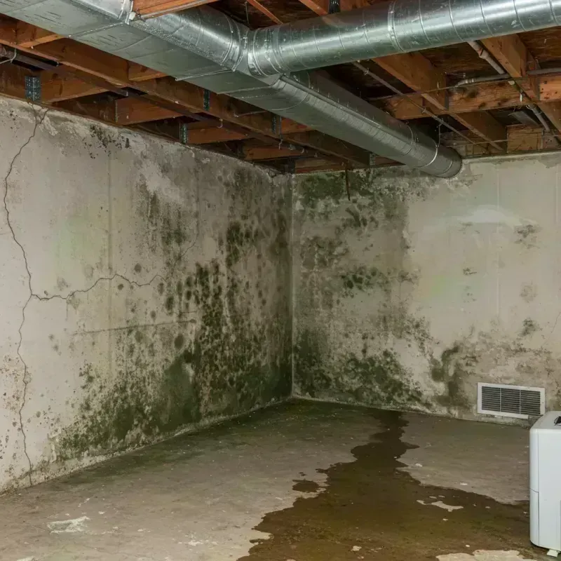 Professional Mold Removal in Matteson, IL